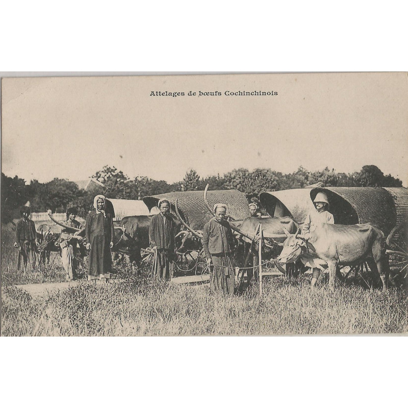 CPA - Attelage de Boeufs Cochinchinois
