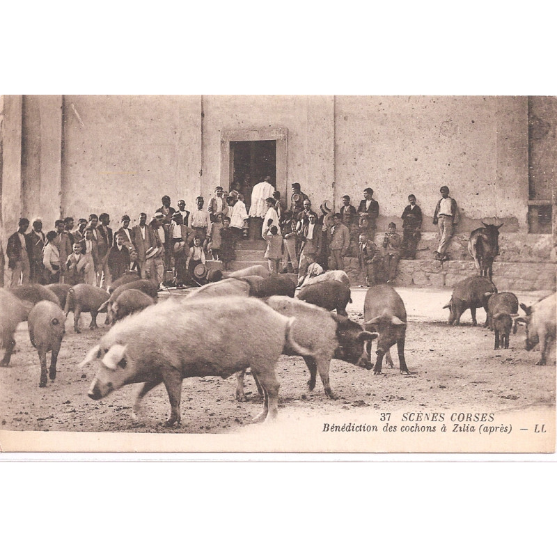 CPA - Bénédiction des Cochons à  Zilia