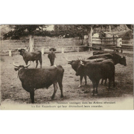 CPA - Taureaux Sauvages...